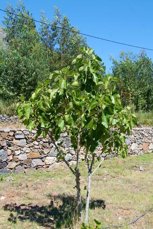 Вілла Quinta Da Figueirinha Марван Екстер'єр фото